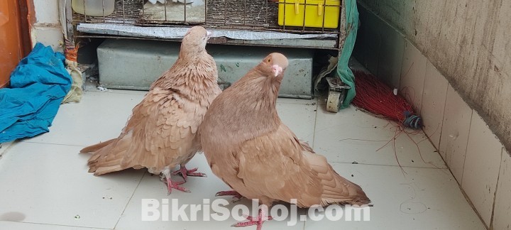 giant runt pigeons